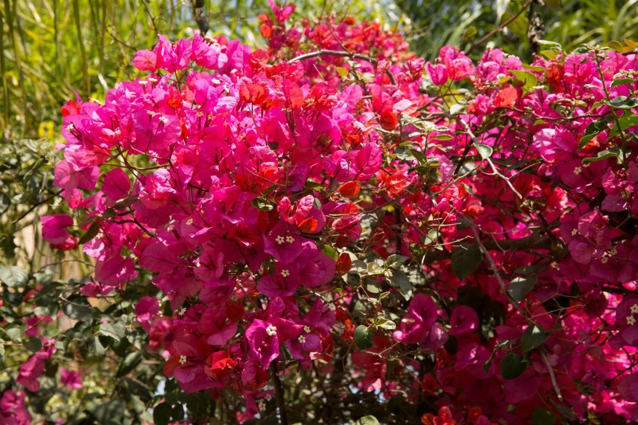 Million Flowers Protarász Kültér fotó